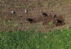 Şifa deposu olarak biliniyor! Tarladan 35 TL'ye alıcı bulan tatlı patates hasadı başladı