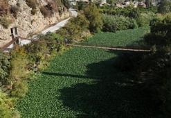 Asi Nehri'nin üzerinde bir anda görülmeye başladı: Boyu 1 metreyi buluyor, gören gözlerine inanamıyor!