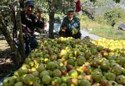 Sadece Gazipaşa'da yetişiyor! Tarlada 60 TL! Coğrafi işaretli olarak tescillendi