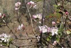 Konya'da çiftçi yağmur beklerken ağaçlar çiçek verdi! Sıcaklıklar düşmeyince ortaya bu manzara çıktı