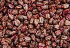 Yumurtanın alternatifi oldu! Artık bu ürün fırıncılıkta kullanılabilecek