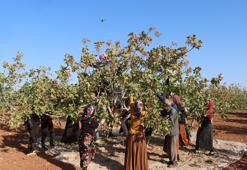 Zirai don, kuraklık ve yok yılı! Rekolte düştü, fiyatları olumsuz etkileyecek