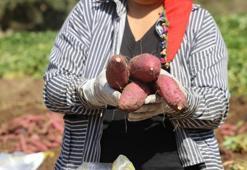 Türkiye'de yeni yeni mutfaklara girdi! Hem şifa deposu hem de fiyatı uygun