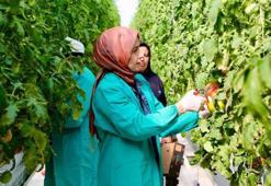 Niğde'de topraksız tarım yöntemiyle yetiştirildi! İlk ürünlerin hasadı yapıldı