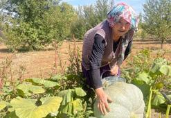 Bursa'nın kabakları göz kamaştırdı! Özel bakım yapmadı: 'Torunum kadar olmuş'