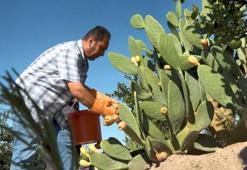 Tarladan dondurma hasat ettiler! 25 ton üretim yapıldı: Ne ilaç istiyor ne su!