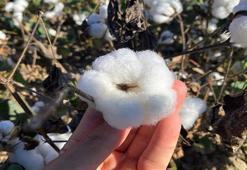 Antalya'da tarlalar 'beyaz altın' ile doldu taştı! Hasat bereketli başladı: Talep yağıyor