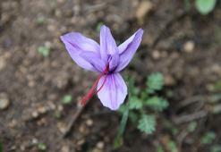 Safranbolu'da 'mor altın' hasadı başladı! Kilosu 450 bin TL'den alıcı buluyor: Mucize bitkinin görsel şöleni turist akınına uğruyor