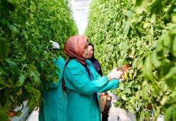 Bu serada jeotermal enerji var! Modern tarıma yeni soluk