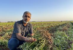 Şanlıurfa'da pamuk yerini başka bir ürüne bırakıyor! Düşük kazanç çiftçiyi alternatife yöneltti
