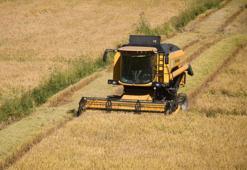 Susuzluk sebebiyle istenilen rekolteye ulaşılamadı! Fiyatlara olumsuz yansıdı