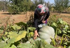 Hayvan gübresiyle yetiştirdi! 40 kilograma ulaşan kabaklarını taşımakta zorlandı