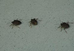 Kokarca zehirli değil ama tehlikeli! Uzmanından kritik uyarı: 'Kesinlikle el teması kurmayın!'