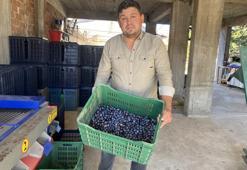 Zeytinin numara fiyatı belli oldu! Manisa'da üreticinin yüzü güldü