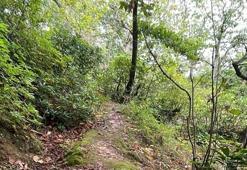 Şehir dışından akın akın geliyorlar! Ormandan toplayıp satarak para kazanıyorlar: İstanbul'dan gelen bile var