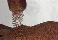 Fındık fiyatları düştü! En yüksek fiyat Tarım Kredi Kooperatifleri'nden geldi