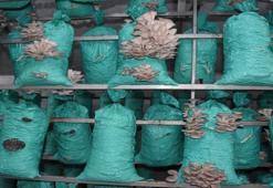 Köyde evin bahçesinde kurdu! 5 yıldızlı otellere 40 ton satış yapıyor: Kadın girişimci çadırda altın buldu