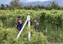 Önce don vurdu şimdi hırsız! Sakarya'da üzüm üreticileri jandarma İle birlikte nöbet tutuyor