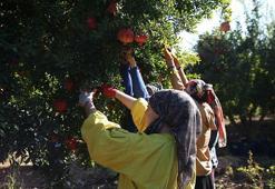 Adıyaman narı dünya sofralarında! Bereketli hasat başladı, 50 bin ton rekolte bekleniyor