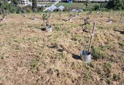 Fındıkta yeni nesil üretim! Yeni klonlarla verim ve hasat kolaylığı artıyor