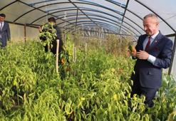 Hakkari’de üretim sezonu 2 ay daha uzatıldı! Çiftçinin kazancı asgari ücreti geçecek