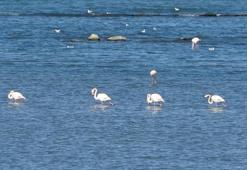 Türkiye'nin eşsiz güzelliklerinden biri! İran'da göl kuruyunca buraya geliyorlar