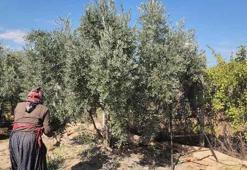 Hatay'da sofralık zeytin hasadı başladı! Fiyatı ve rekoltesi çiftçiyi memnun etti