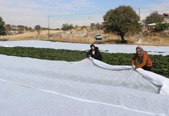 Yıllarca el sürülmeyen araziden servet çıktı! Gelin görümce dağın eteklerinde resmen para basıyor