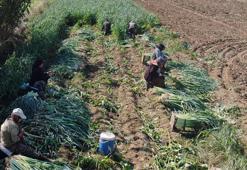 İzmir'de 100 yıllık tohumlardan ürettiler! Hasat başladı, mayısa kadar sürecek: Tarlada 25 TL pazarda 70 liraya satılıyor, çiftçi isyanda