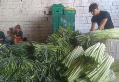 Bursa'dan tüm Türkiye ve Avrupa'ya gönderiliyor! Kışlık hasat başladı: Üreticinin yüzü güldü