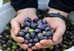 Artvin'de hasat öncesi açıklandı! Butko zeytinin taban fiyatı belli oldu