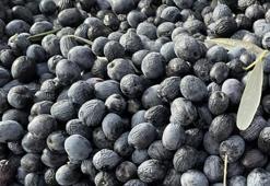 Artvin’de hasat sezonu fiyatları açıklandı! Taban fiyatı 300 TL olarak belirlendi