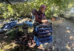 Antalya'da hasat bir ay gecikti, hem verim hem fiyat düştü: Çiftçi, son 25 yılın en kötü sezonunu yaşıyor!