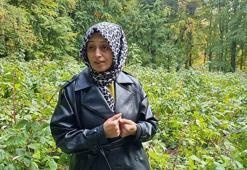 Kütahyalı çiftçi ilk ürününü hasat edemedi! Bahçeye gittiğinde hayatının şokunu yaşadı: 'Bundan sonra tek başıma gelmem'