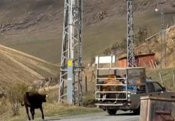 İneklerin hüzünlü ayrılığı sosyal medyada viral oldu! Paylaşım rekoru kırdı