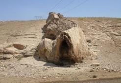 Van'da canavara benziyor diye herkes onu görmeye koşuyor! Hikayesine kimse inanamıyor