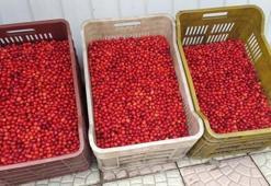 Dere yataklarından kasa kasa topluyorlar! Kilosu 80 TL'ye kadar çıkıyor! Faydaları saymakla bitmiyor