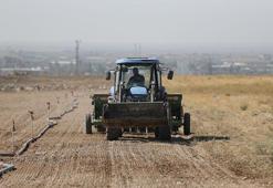Niğde'de kuraklığa meydan okuyan proje! 100 dönüm araziye ekildi, hayvancılık alanında kullanılacak