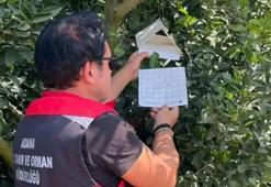 Adana'da narenciye için seferberlik ilan edildi! Akdeniz meyve sineğine karşı 250 istasyonla mücadele başladı
