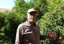 Gaziantep'in meşhur ürününün mevsimi geldi! Bu sezon her cebe uygun olacak