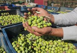 Zeytinin kilogram maliyeti belli oldu! İşte rakamlar
