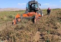 Üretim artıyor! Beyaz fasulye geniş alanlara yayıldı