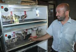 Şırnak'ta çaresizlikten doğan girişimcilik! Evinin bahçesini üretim üssüne çevirdi: Ailesine bu sayede bakabiliyor