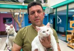 Van kedilerinin 'Koruyucu Babası' oldu! Kedilerin neslini kurtaran kahraman ömrünü bu işe adadı: 'Veterinerlik bodrumundan lüks villaya...'