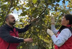 Samsun'da rekor kırdı! Çin'den geldi, ABD bile başaramadı: Hızla yayılıyor, artık imkansız