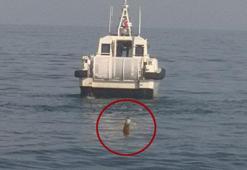 Karadeniz'de salyangoz avlarken buldular! Şaşkına çeviren cisim! Ekipler alarma geçti