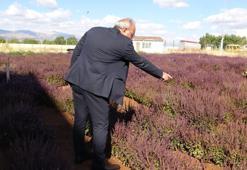Ürün tohum için bırakıldı, balcılık sektörüne yaradı