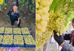 Sarıgöl’de üzüm hasadı hız kesmeden devam ediyor