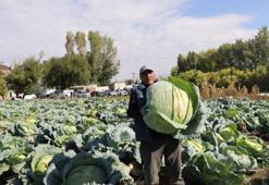 Bölgede 'kelem' olarak biliniyor! Burada yetişenler devasa boyutta oluyor