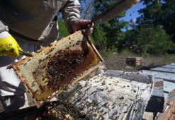 Çam balında rekolte sevinci! Tenekesi 4 bin 500-4 bin 300 TL aralığında alınıyor